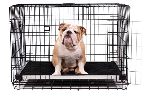 Chew Proof Armored Elevated Padded Dog Crate Bed | Indestructible Dog ...