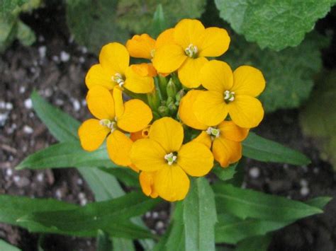 Siberian Wallflower Seeds | Garden Hoard – Hand Harvested Heirloom ...