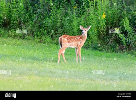 Fawn with spots hi-res stock photography and images - Alamy