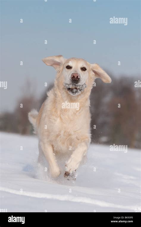 playing Golden Retriever Stock Photo - Alamy