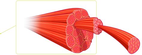 To carry out the functions of a muscle, muscle cells have five characteristics. Excitability ...