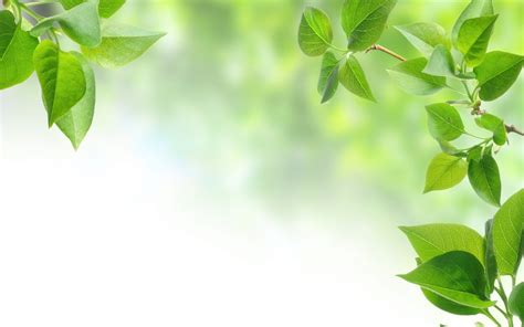 Green Leaves Wallpapers - Top Free Green Leaves Backgrounds - WallpaperAccess
