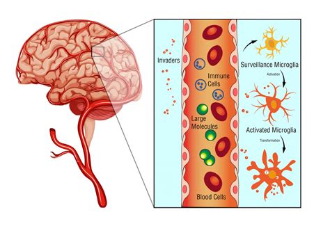 Microglia: The protectors of the brain - Science in the News