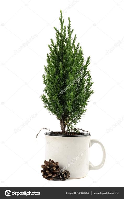 Small green pine tree in the cup — Stock Photo © Belkantus #140289734