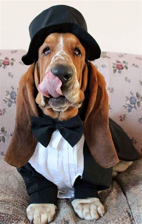 25+ bästa Basset hound funny idéerna på Pinterest | Basset ...