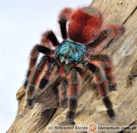 Avicularia Versicolor - Adult Tarantula