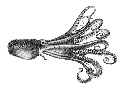 Copyright Free Vintage Octopus Illustrations To Download - Picture Box Blue