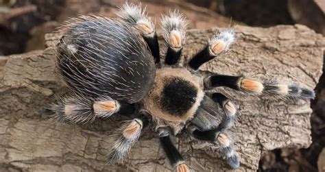 Brachypelma hamorii 101: Care, Enclosure, Temperament & More