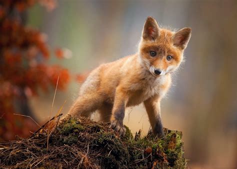 Cute Baby Foxes Wallpapers - Wallpaper Cave