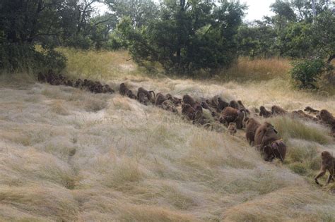 Who's the boss? Male and female Guinea baboons are equally successful at leading the group