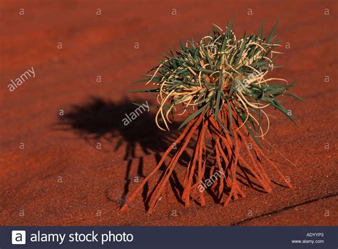 Namibia desert landscape welwetia Stock Photo - Alamy