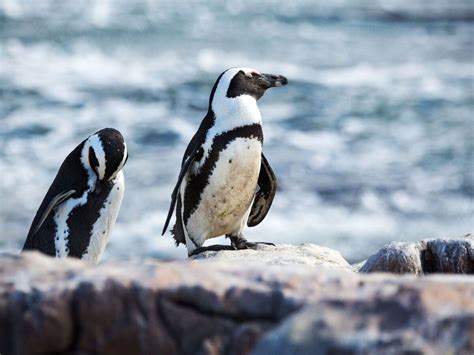 Visit the Betty's Bay African Penguins in South Africa