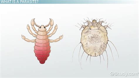 Parasitic Worms In Human Skin