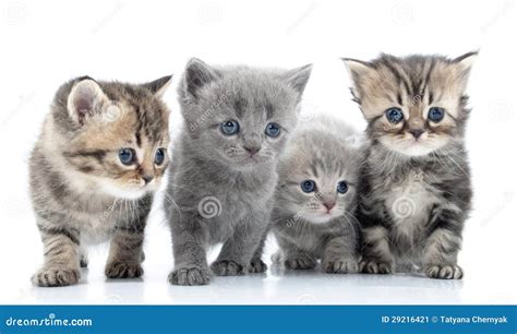 Portrait Of Young Cats' Group . Studio Shot. . Stock Image - Image ...