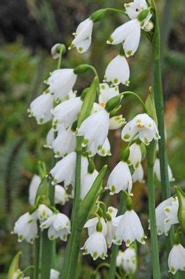 Leucojum Aestivum | Bulb flowers, Garden bulbs, Plants