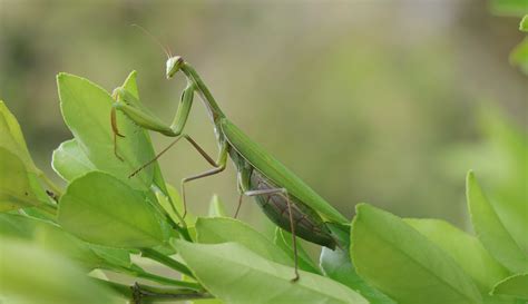 Praying Mantis Spiritual Meaning - Daily Spiritual Guide