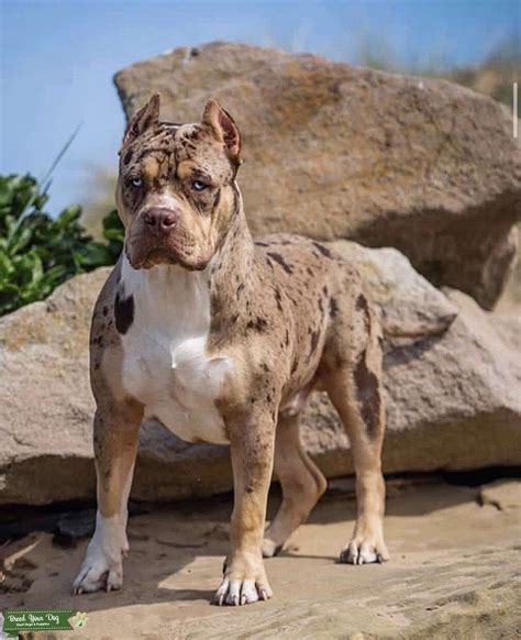 XL Bully - Stud Dog in Merseyside, the United States | Breed Your Dog