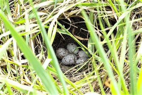 Meadowlark Eggs by K1mber - VIEWBUG.com