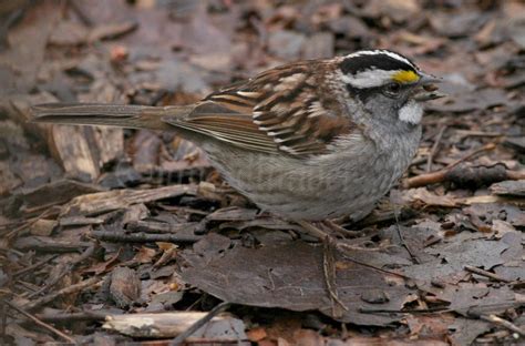 White-throated Sparrow Archives - Window to Wildlife - Photography by ...