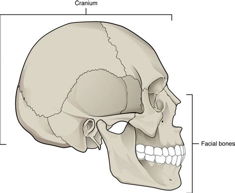 Skull Bones 2 Diagram | Quizlet