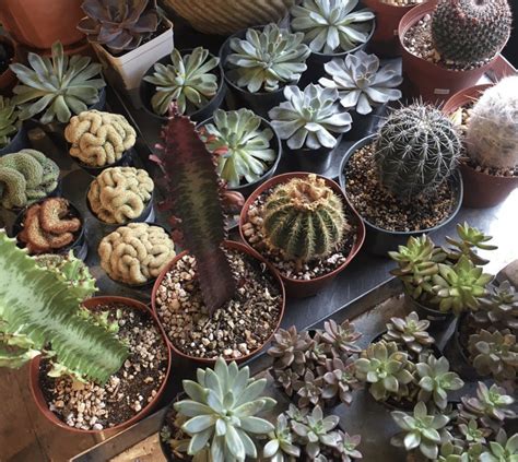 15 Best Plant Shops In Brooklyn