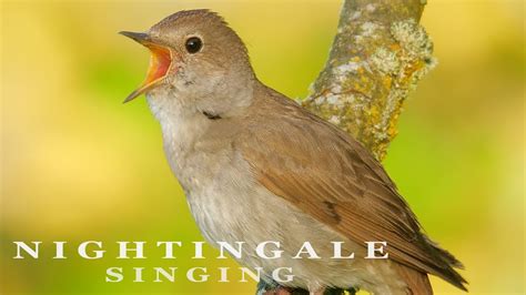 Bird sounds Nightingale singing. The most beautiful bird song! - YouTube