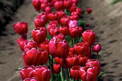 Hugging tulips | Rajiv Vishwa | Flickr