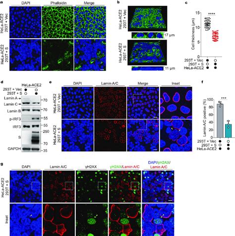 Syncytia formation disrupts actin cytoskeleton and nucleoskeleton. a ...