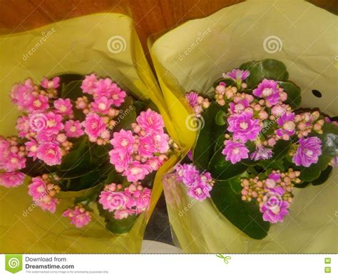Flowers stock photo. Image of vases, purple, pink, flowers - 76261686