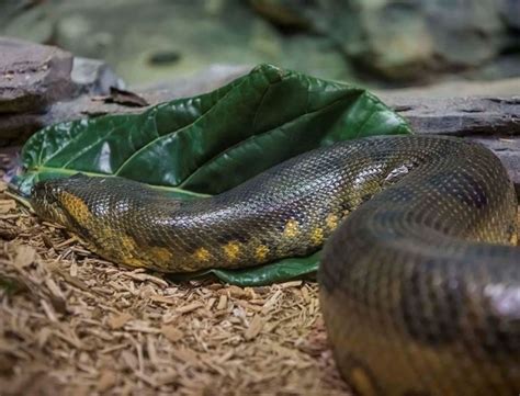 Green Anaconda - Milwaukee County Zoo