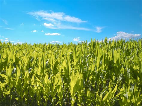 Corn Field Wallpapers - Top Free Corn Field Backgrounds - WallpaperAccess