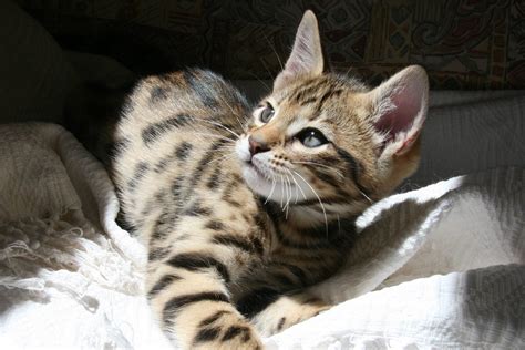 90 House Cats That Look Like Tigers