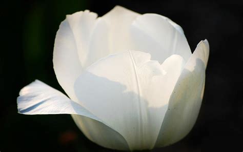 HD White Tulip Wallpaper | Download Free - 65327