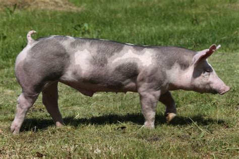 Duroc Pig Stock Photos, Pictures & Royalty-Free Images - iStock