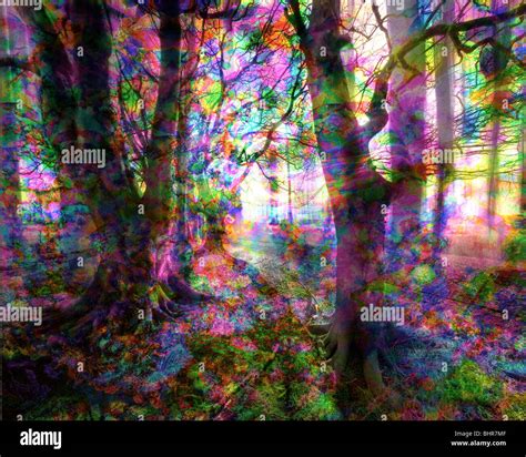 DIGITAL ART: Magic Woods Stock Photo: 28170479 - Alamy