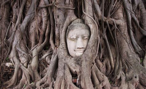 Wat-Phra-Mahathat-Buddha-Head-Ayutthaya - Go To Thailand