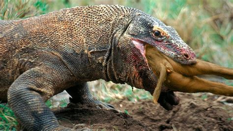 15 BRUTAL Moments Of Komodo Dragons Eating Their Prey Alive - YouTube