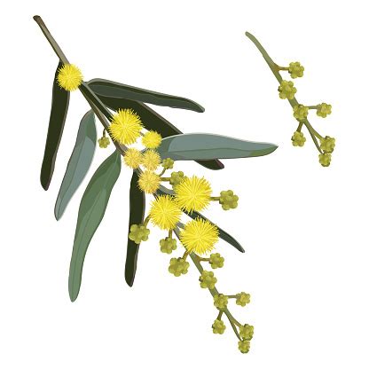 Yellow Wattle Flowers Stock Illustration - Download Image Now - iStock