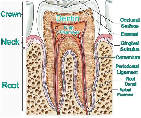 Parts Of A Tooth Anatomy