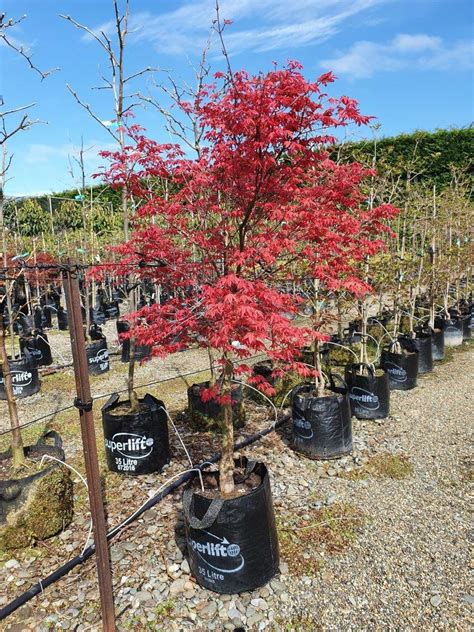 ACER Shindeshojo | Japanese Maple | Easy Big Trees | NZ