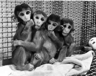 Harlow's Surrogate Study on Monkeys - Food or Security? - Clips for Class