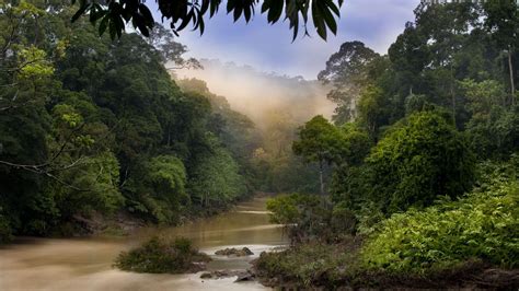 Borneo Wallpapers - Wallpaper Cave