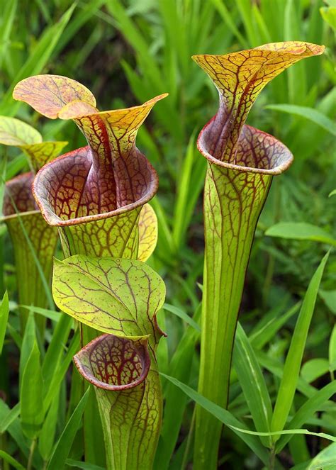 Top 10 Most Endangered Plants on Earth | Endangered plants, Pitcher plant, Carnivorous plants