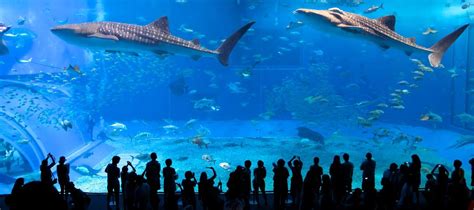 Okinawa Churaumi Aquarium - YoNinja.com