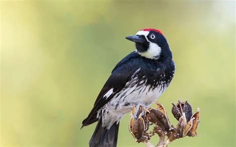 Acorn Woodpecker | Audubon Field Guide