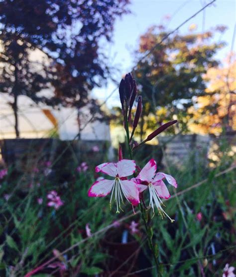 Guara, or Butterfly Guara, is a tough perennial that blooms from spring ...