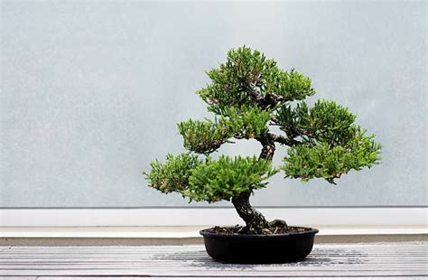 Pruning Your Bonsai Tree – Garden Republic