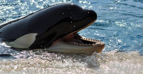 Whale Teeth: All About Sperm Whale Teeth, Baleen, and More! - A-Z Animals