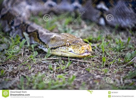 Slithering Snake Royalty-Free Stock Photography | CartoonDealer.com ...