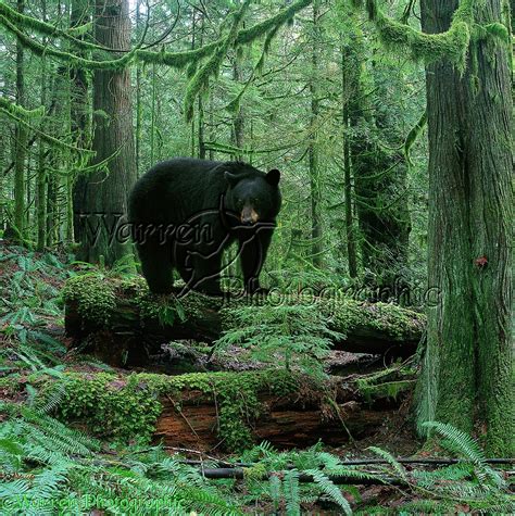 Black Bear in forest photo WP00066